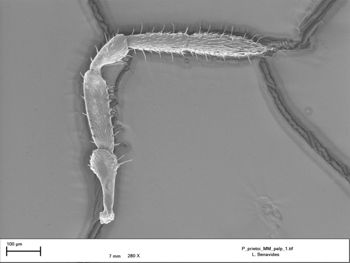 Media type: image;   Invertebrate Zoology 147385   shows cataloged_item 147385